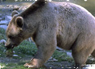 Parc animalier de Casteil